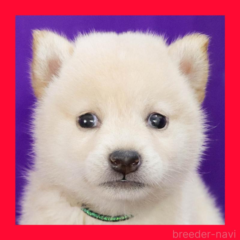 販売中の愛知県の柴犬-406787の9枚目